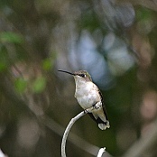 Ruby-throated Hummingbird, female, Cheepsen R:d, South Padre Island, Texas